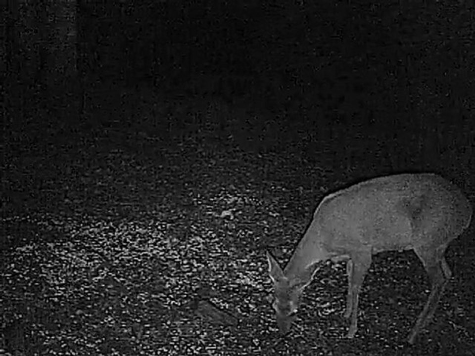 chevreuil en camera infrarouge 1