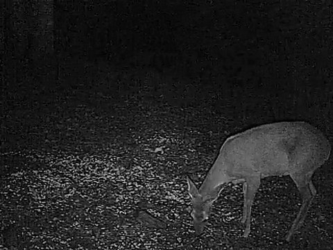 chevreuil en camera infrarouge 1