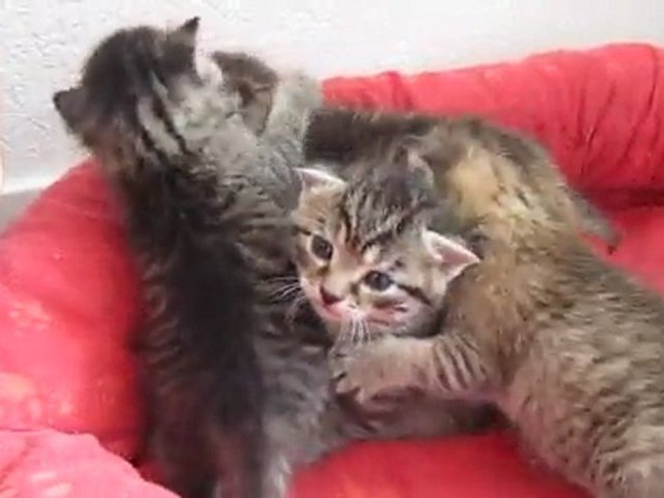 Mes Chatons à 4 semaines
