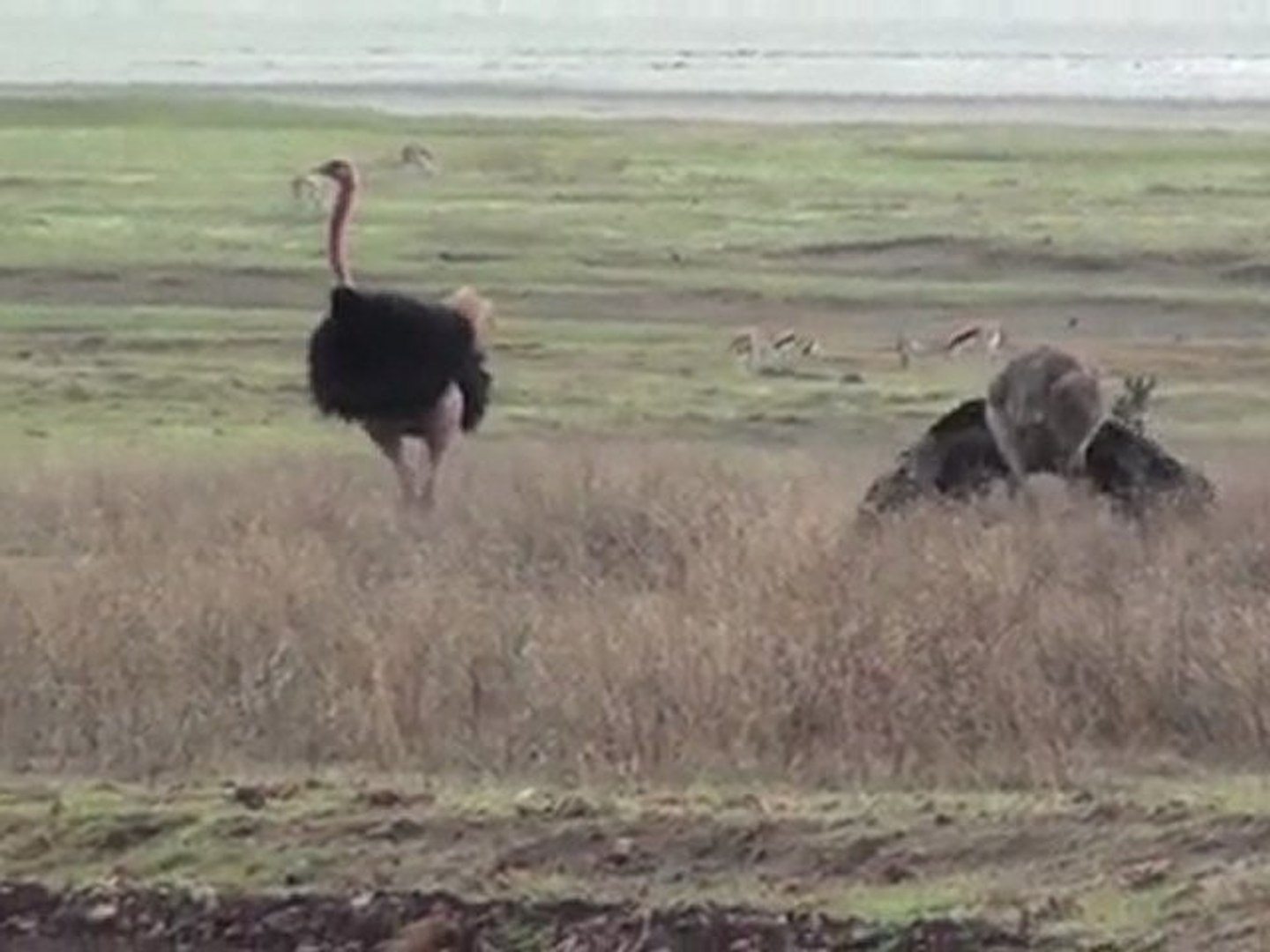 How to Attract a Female Ostrich: Ostrich Lap Dance