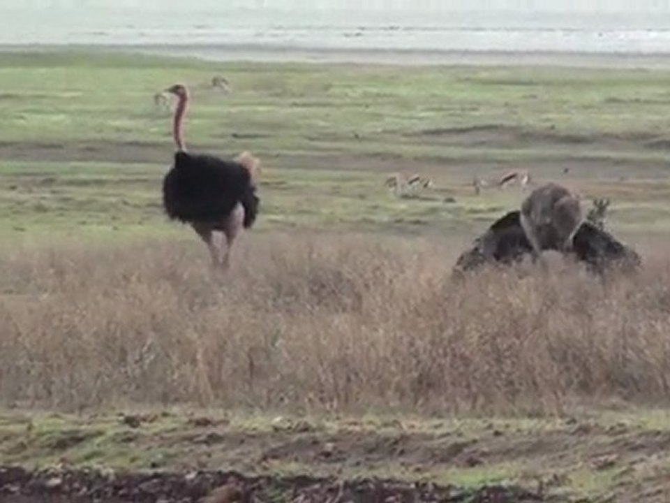 How to Attract a Female Ostrich: Ostrich Lap Dance