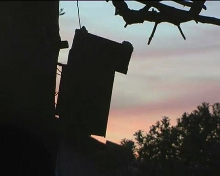 Des Mésanges charbonnières dans mon Refuge
