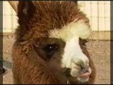 Alpacas As A Tax Benefit, The Perfect Investment, Huggable