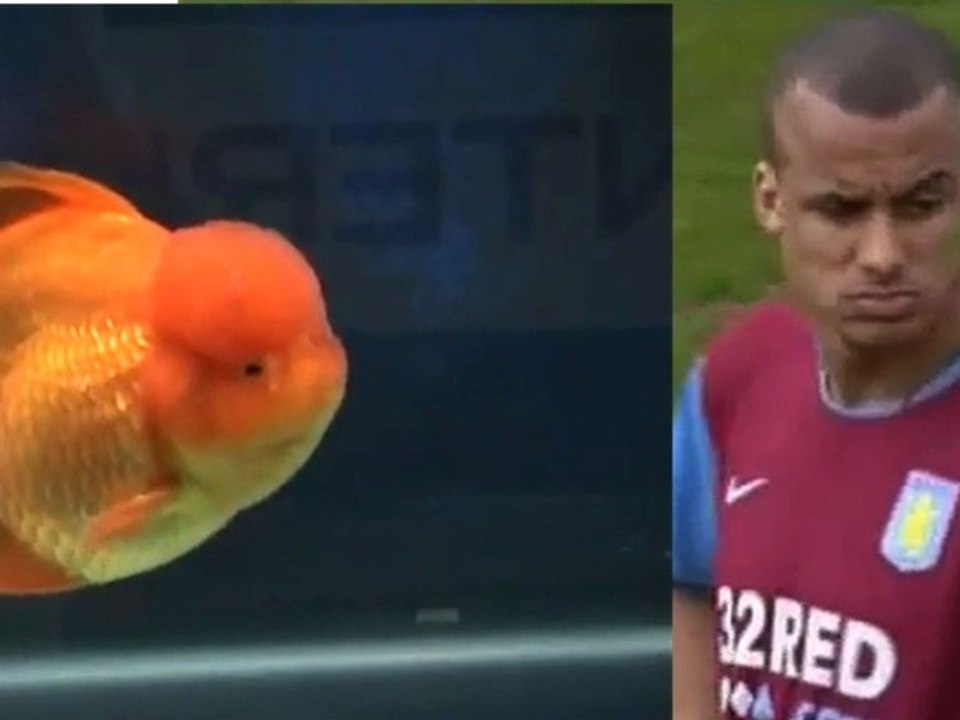 Friday sport Les footballeurs sont des animaux