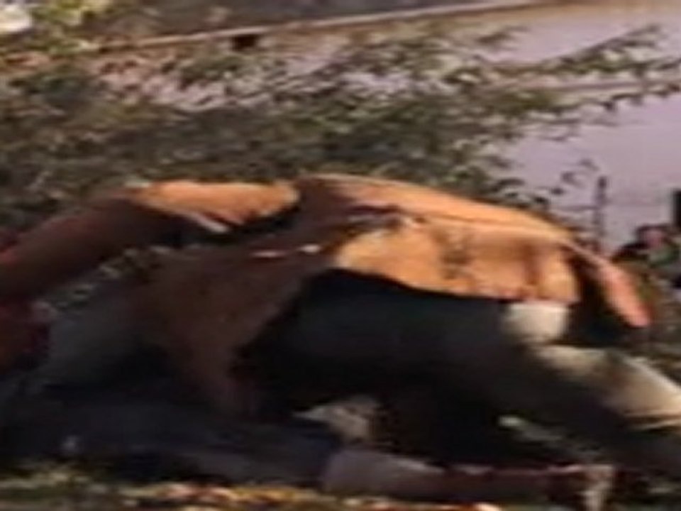 Synchron: Staunton Hill