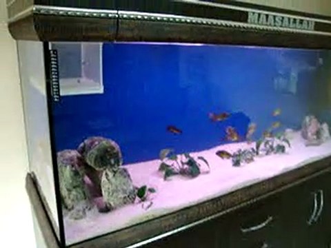 Tropheus Red Rainbow