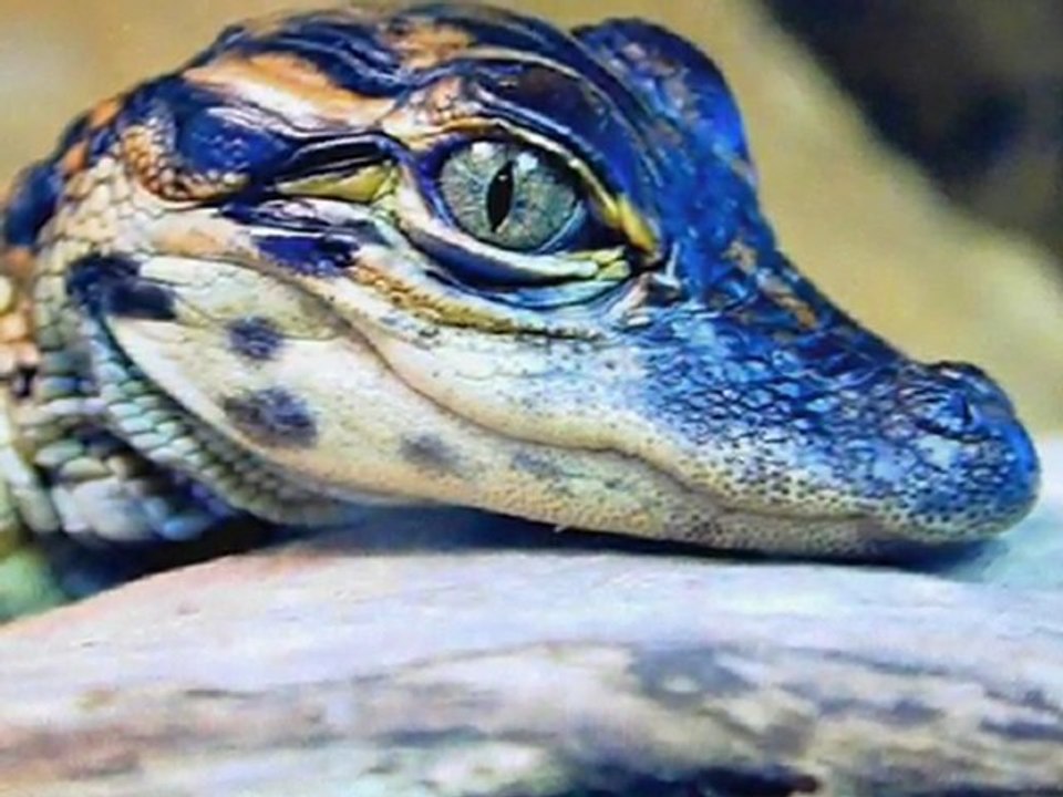 GENEL RESİMLER 2011 MART-1-İRFAN VURAL