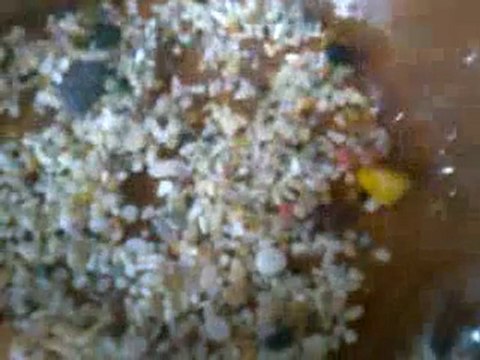 Salyangoz ve yavruları