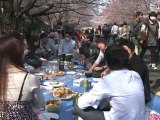 Tokyo : la fête des cerisiers endeuillée par le tsunami