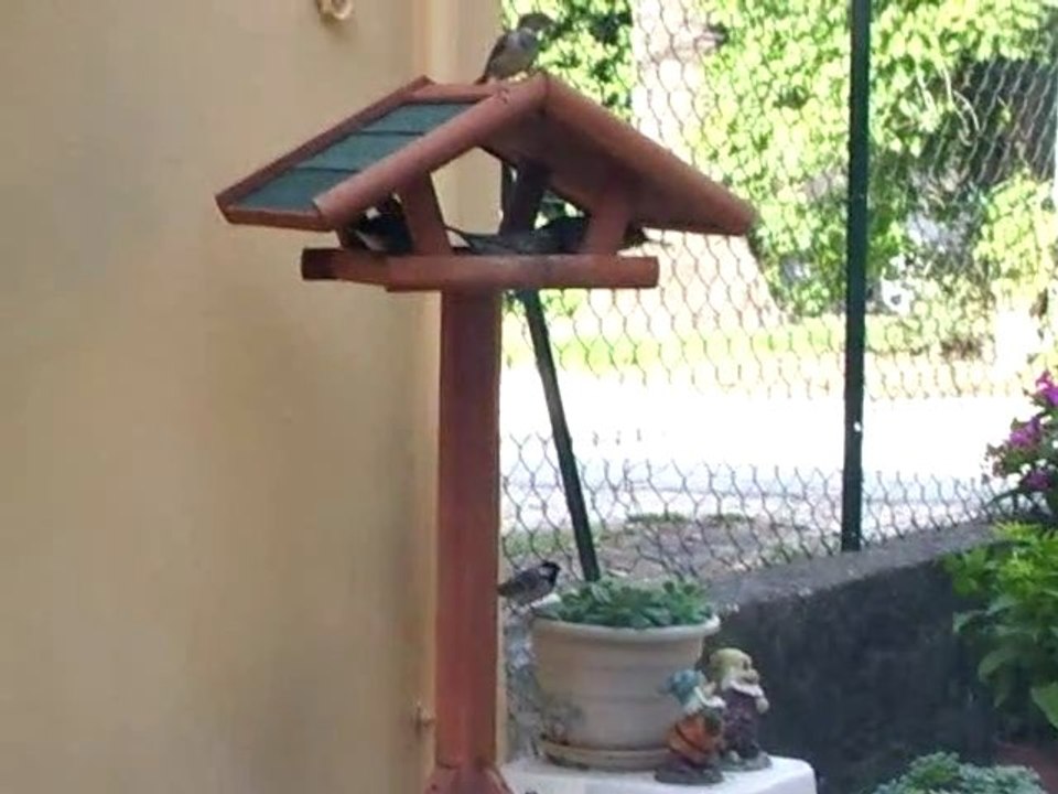 LE REPAS DES OISEAUX