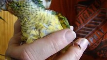 Tamme Pyrrhura, de Leukste Vogel voor in Huis