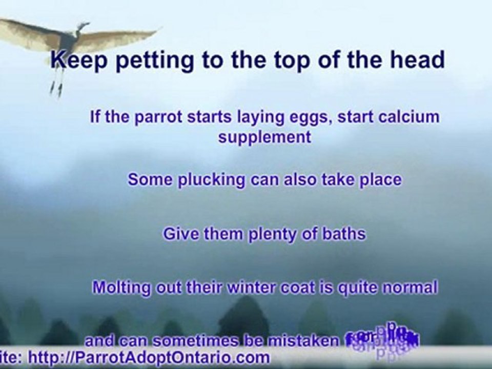 How To Care For Parrots - Parrot Rescue Adoption - Spring Su