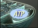 mitochondria ATP synthesis