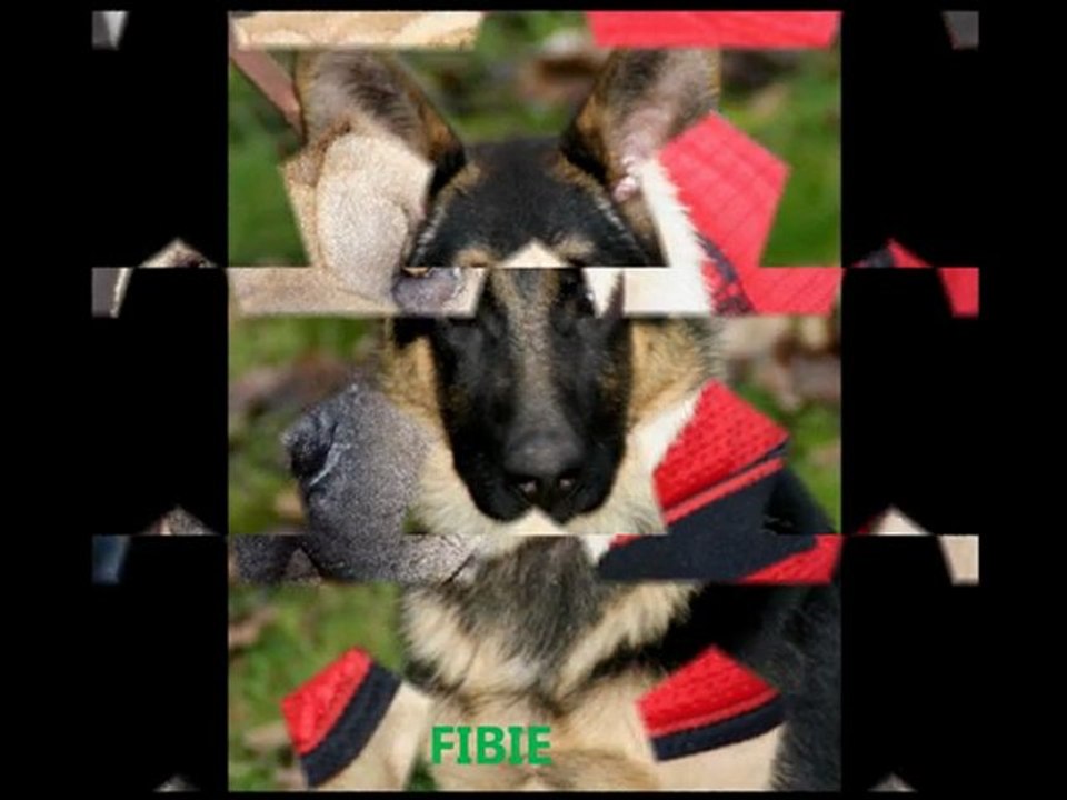 PROJET CHIEN DU CLUB