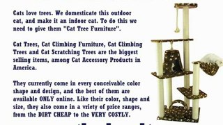 Cat Scratching Furniture – Domesticated Cats Require It
