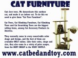 Cat Scratching Furniture – Domesticated Cats Require It