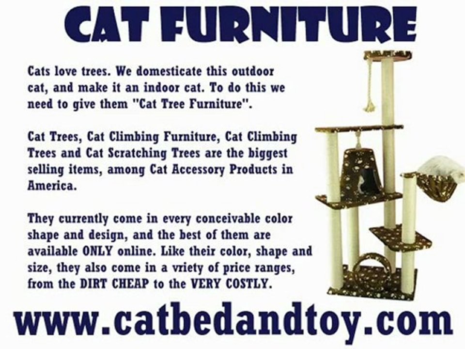 Cat Scratching Furniture – Domesticated Cats Require It