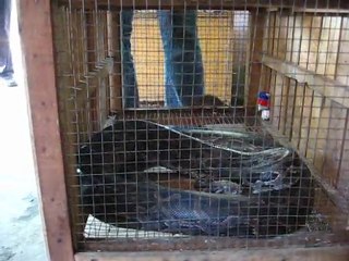 Une souris pas peureuse (delta Mekong)