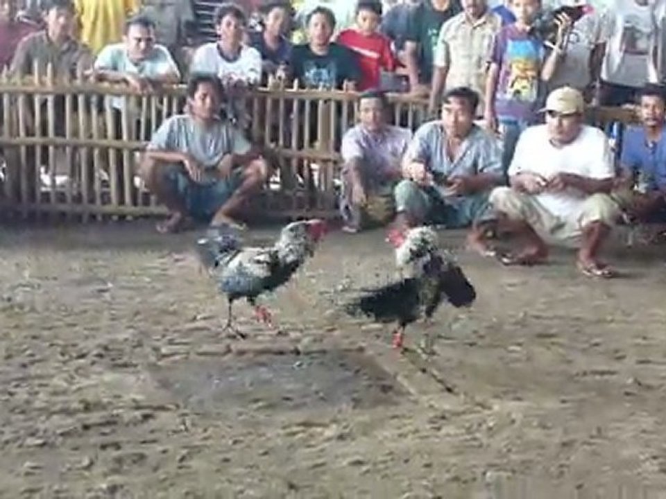 combat de coq (Bali)