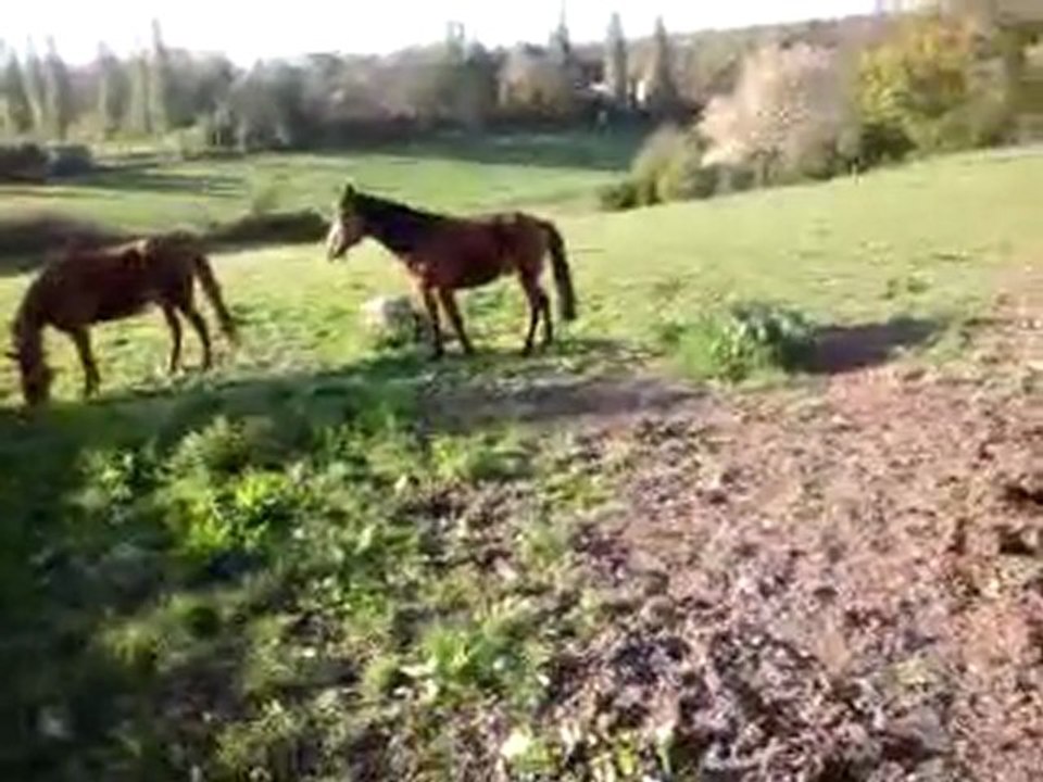 Nouveau pré, nouveaux copains... Titou la terreur, Quiqui le câlin