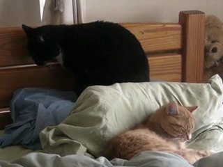 Thanks for Waking me Up Jerk