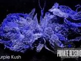 @ (NEW) MAHL3NOH3 PURPLE KUSH (SONG) 2011^