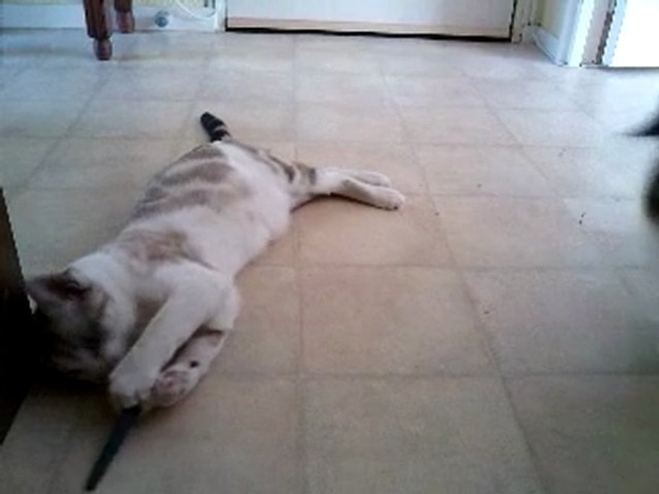 Norman et sa souris