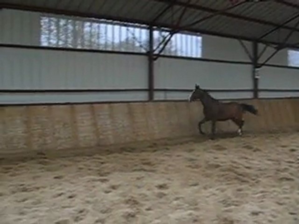 Utopie de candie (Quinoto du bois margot*Rafale de candie)