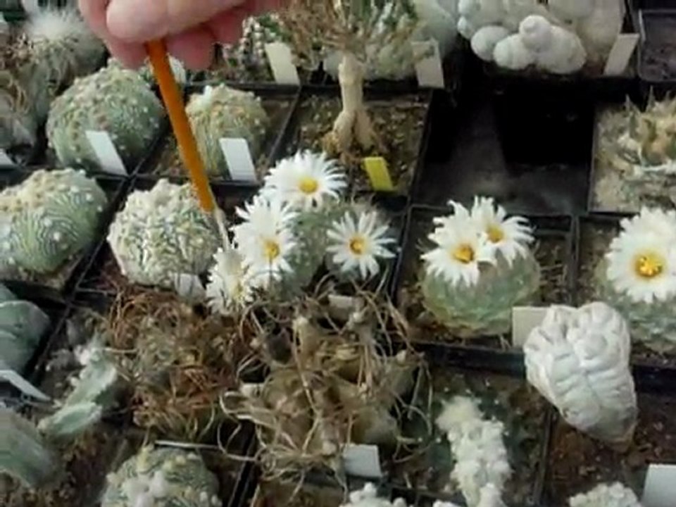 Pollinisation au pinceau d'un cactus