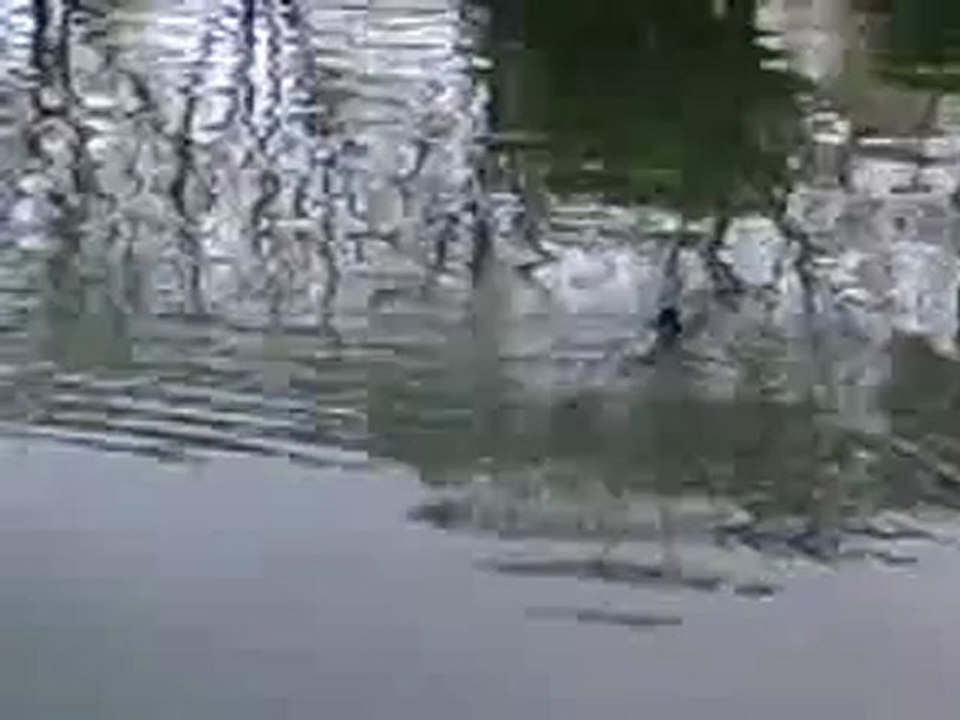 DRAGON SHARK