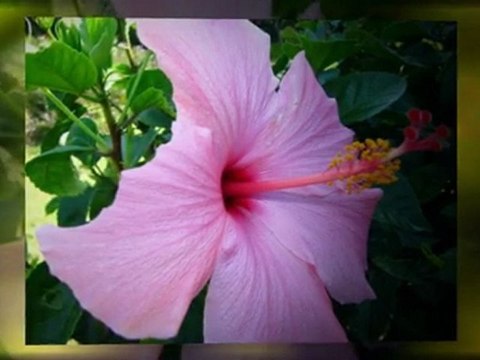 Sarasota Real Estate - Sarasota POOL Home!