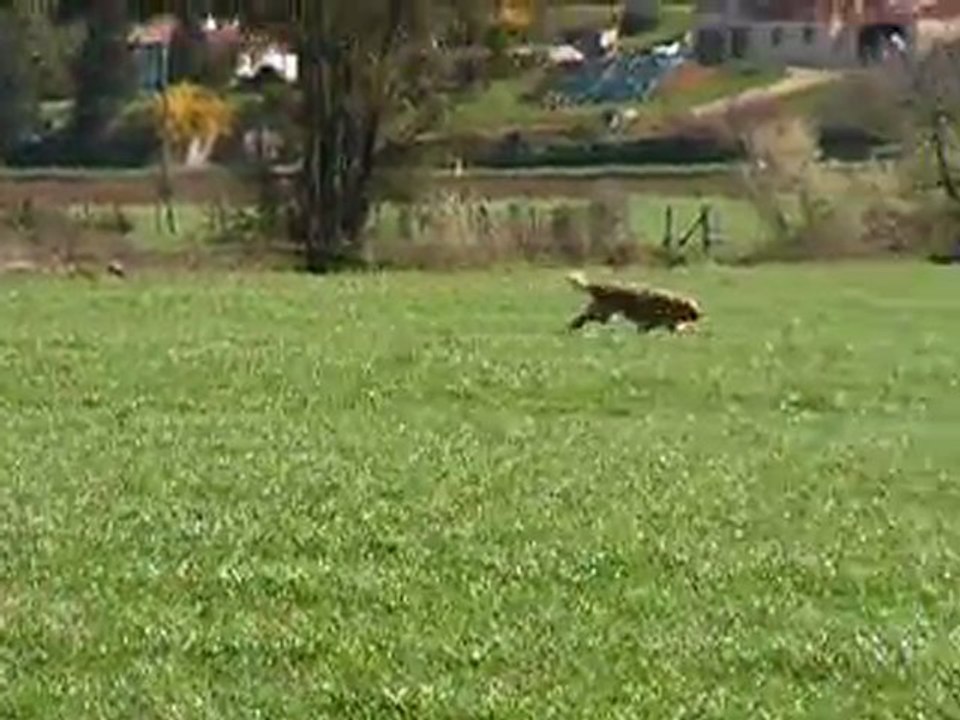 Amylton, piste libre