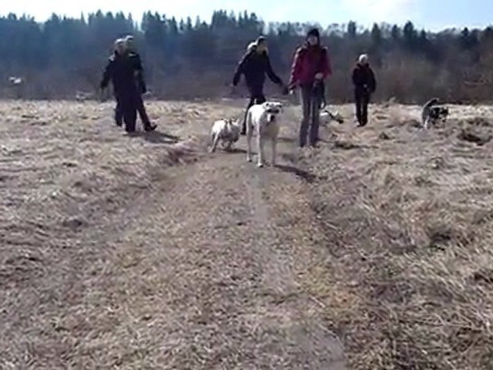 Akira walking sunnyyyy day !