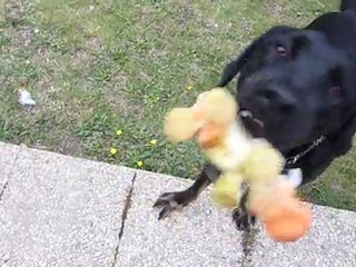 Neeko et ses pouic-pouics