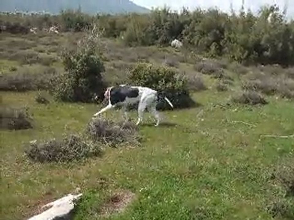 HERA'NIN FERMA VİDEOSU.