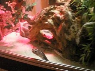 expo reptiles 113