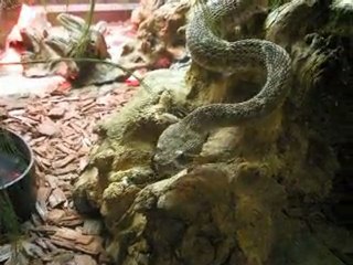 expo reptiles 151