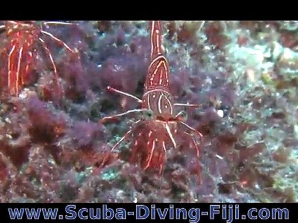 Hinge-back Shrimp on Great Astrolabe Reef, Fiji