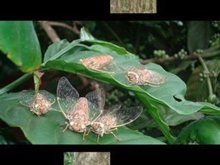 surveying coffee and warehouse in Daklak-show0