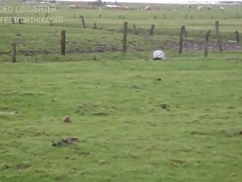 KURZHAAR VON KONYA PRADA TAVŞAN 11