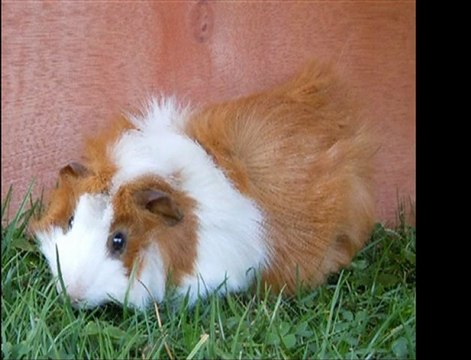 chant de mes cochons d'inde nuit du 4 avril 2011