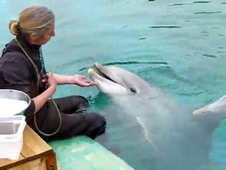 rencontre "intime" avec les dauphins