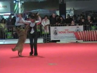 03 04 2011 - Démo Obérythmée (tervu 2) -CCSLiège -Salon Animalia