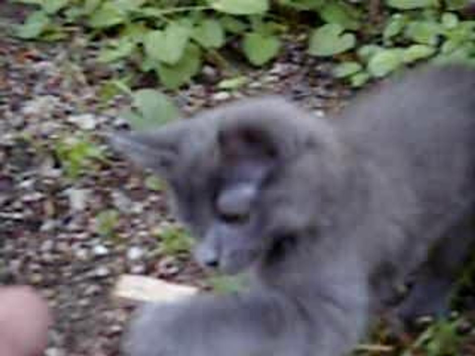 clint le chat fou