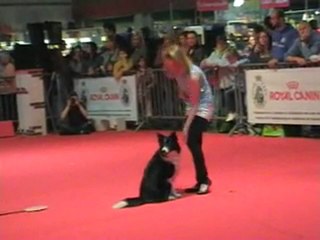 03 04 2011 Démo Obérythmée (border) - CCSLiège - Salon Animalia