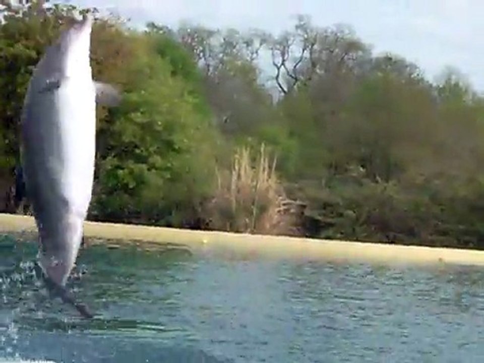 spectacle des dauphins (extraits)