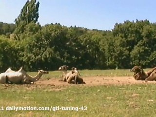 Parc Animalier du Cézallier