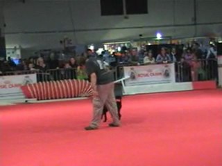 03 04 2011 Démo Obérythmée (caniche) matin - CCSLiège