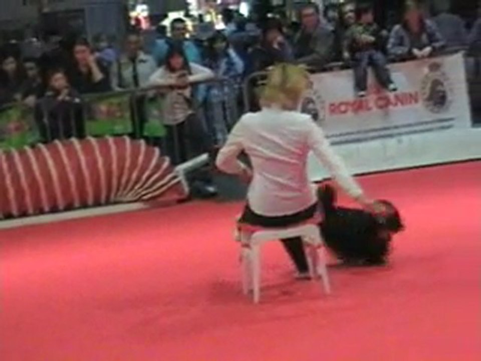 03 04 2011 Démo Obérythmée (CKC) - CCSLiège - Salon Animalia