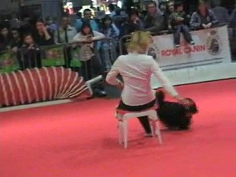 03 04 2011 Démo Obérythmée (CKC) - CCSLiège - Salon Animalia